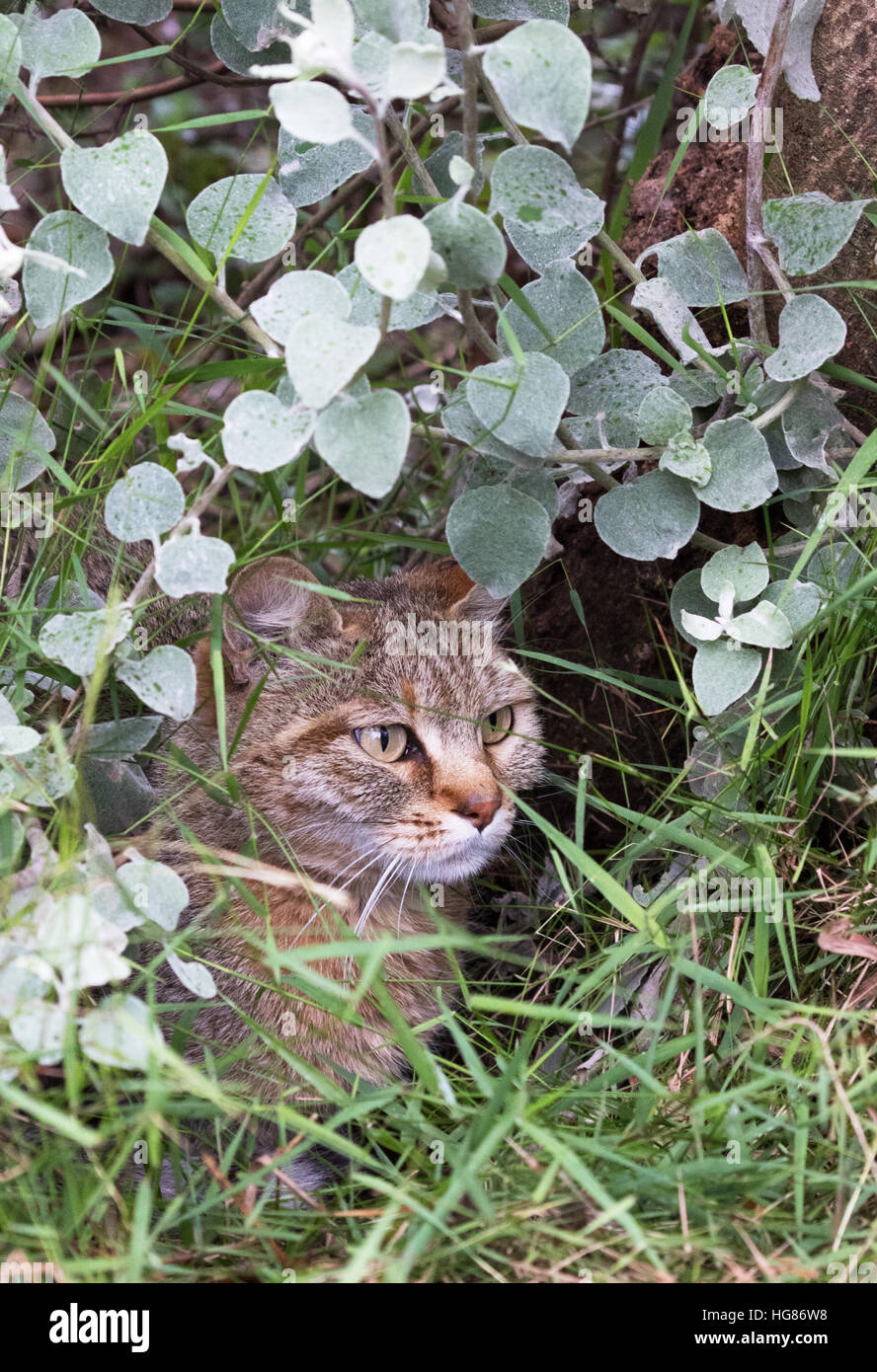 Afrikanische Wildkatze (Felis Silvestris Lybica), auch genannt die Vorderasiatische Wildkatze, Afrika Stockfoto