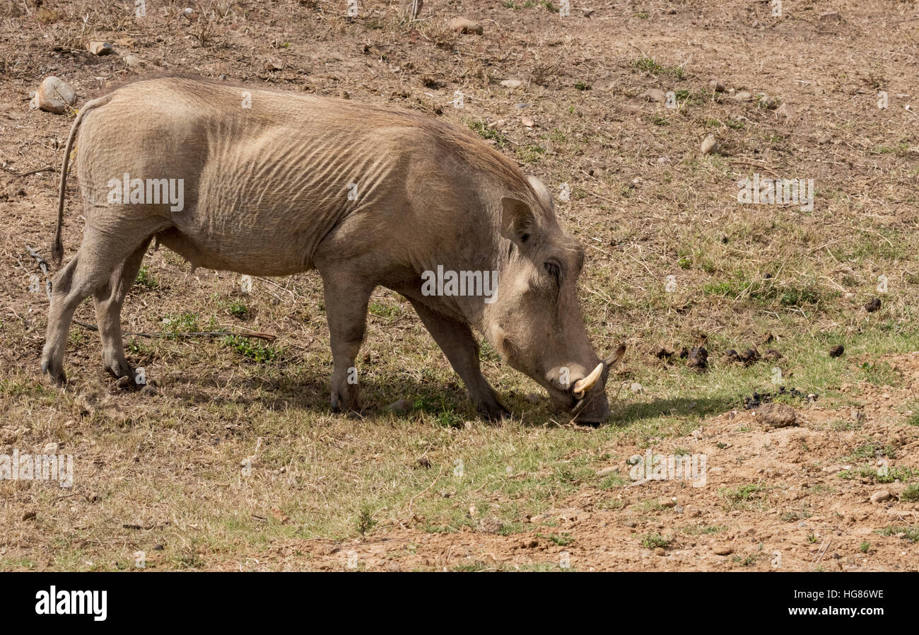 Wilde Erwachsene männliche Warzenschwein (Phacochoerus Africanus); Südafrika Stockfoto