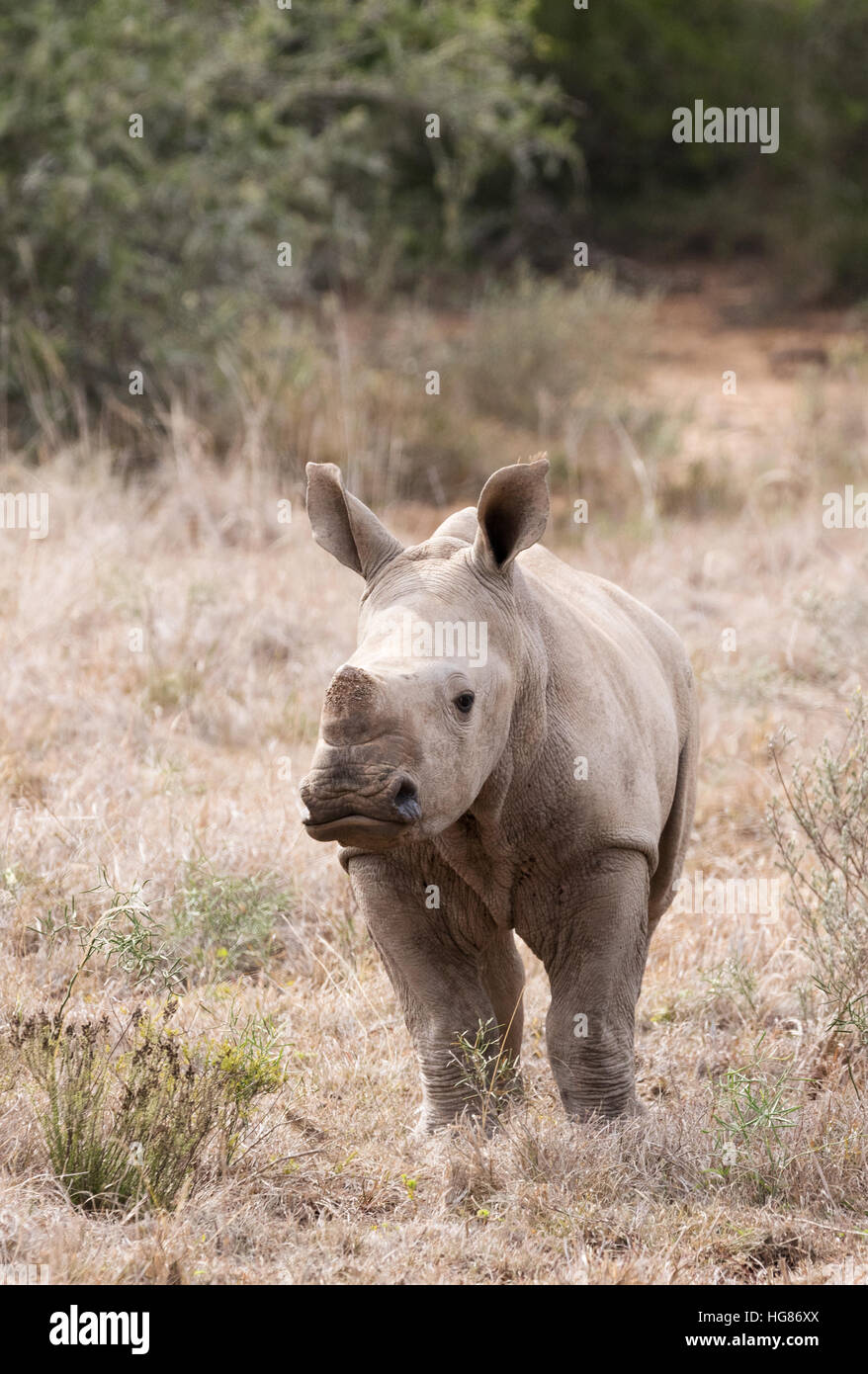 Afrikanische Tierwelt; ein 2 Monate altes Baby-Nashornkalb, Ceratotherium simum; Südafrika, eine vom Aussterben bedrohte Art Stockfoto