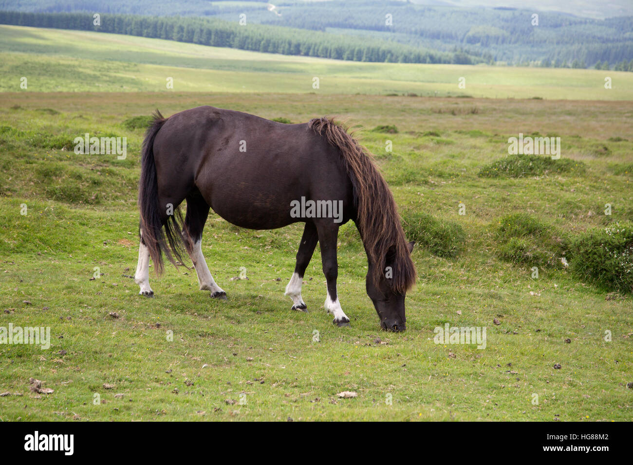 Dartmoor Pony, alleinstehenden Weiden auf Moorland, Dartmoor National Park, Devon, UK Stockfoto