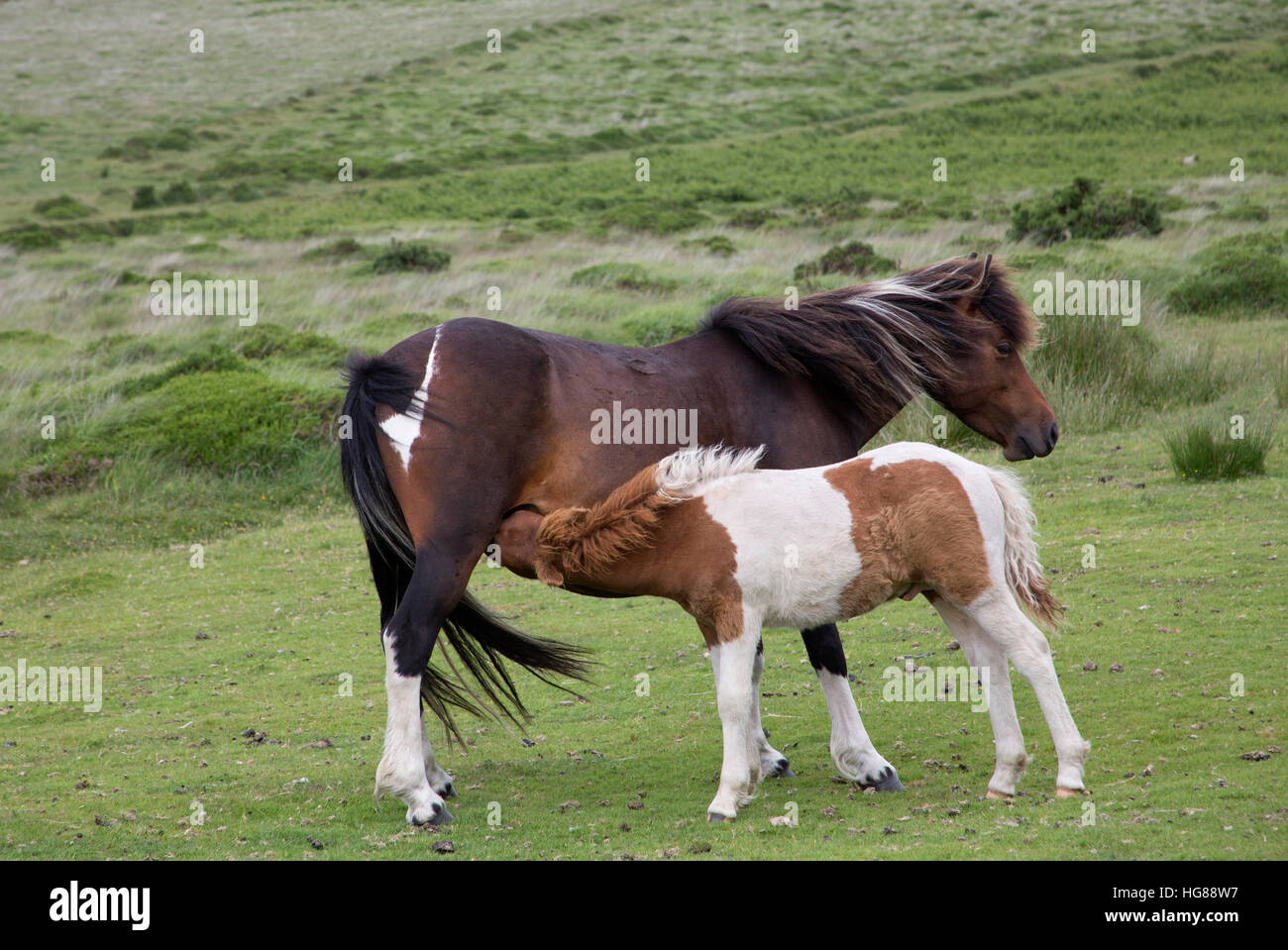 Dartmoor Ponys, Fohlen, Spanferkel vom Mare auf Moorland, Dartmoor National Park, Devon, UK Stockfoto