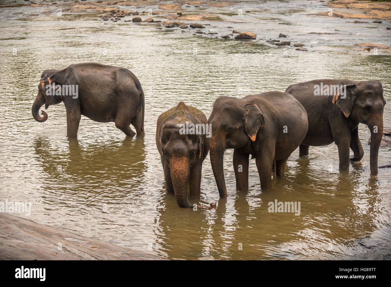 Sri Lanka: Elefanten in trinken und Baden in Pinnawala Stockfoto