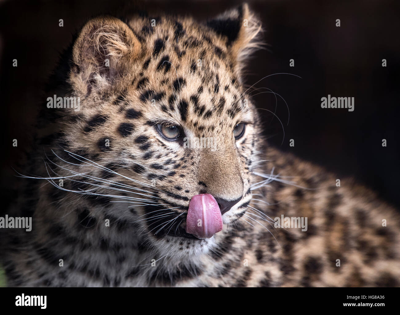 Männliche Amur Leopard (sechs Monate alt) lecken Lippen Stockfoto