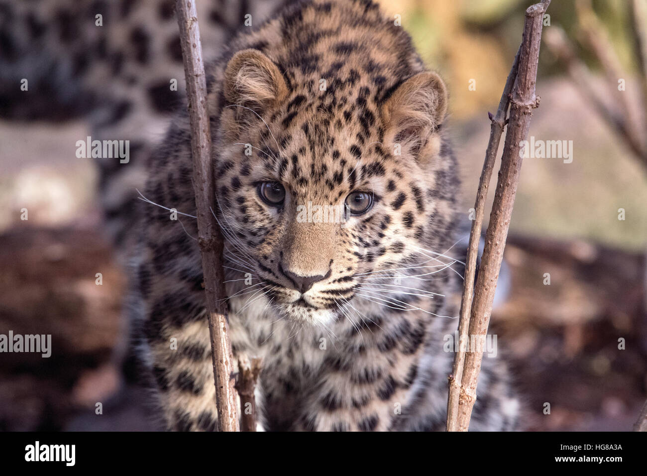 Männliche Amur Leopard (sechs Monate alt) suchen in Richtung Kamera Stockfoto