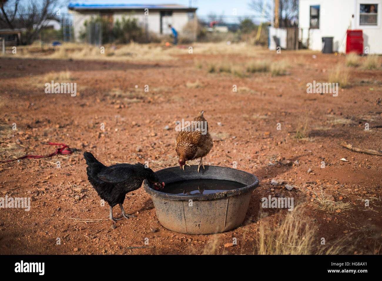 Hühner-Trinkwasser aus Eimer am Bauernhof Stockfoto