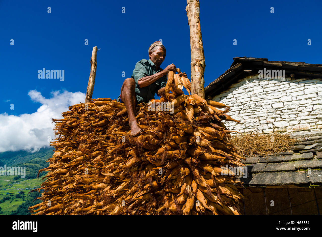Einheimische Menschen häufen sich Maiskolben vor Haus, Landruk, Distrikt Kaski, Nepal Stockfoto