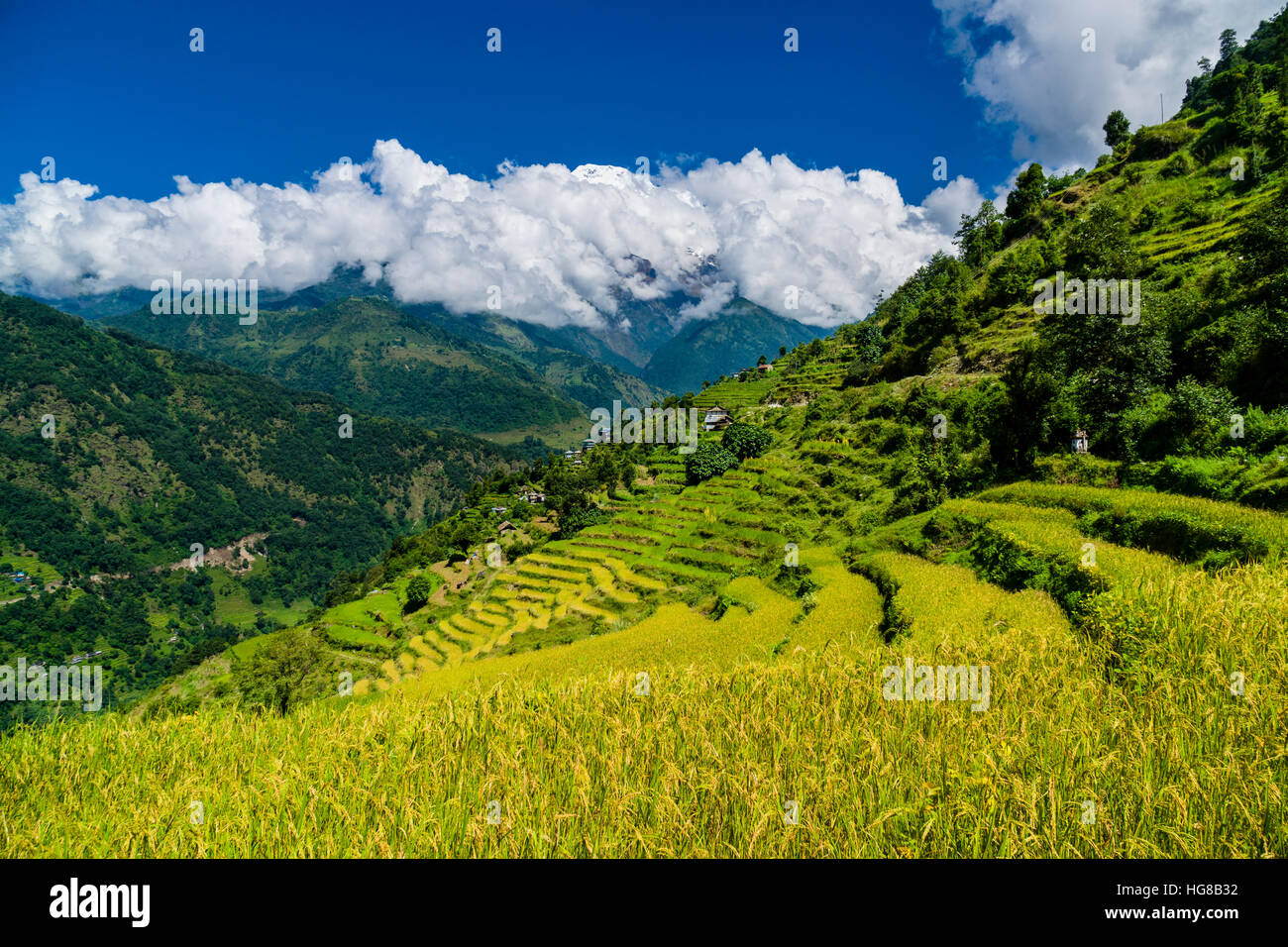 Agrarlandschaft, Reisterrassen und Gerstenfeldern im oberen Modi Khola-Tal, Annapurna-Berge mit Schnee in Stockfoto
