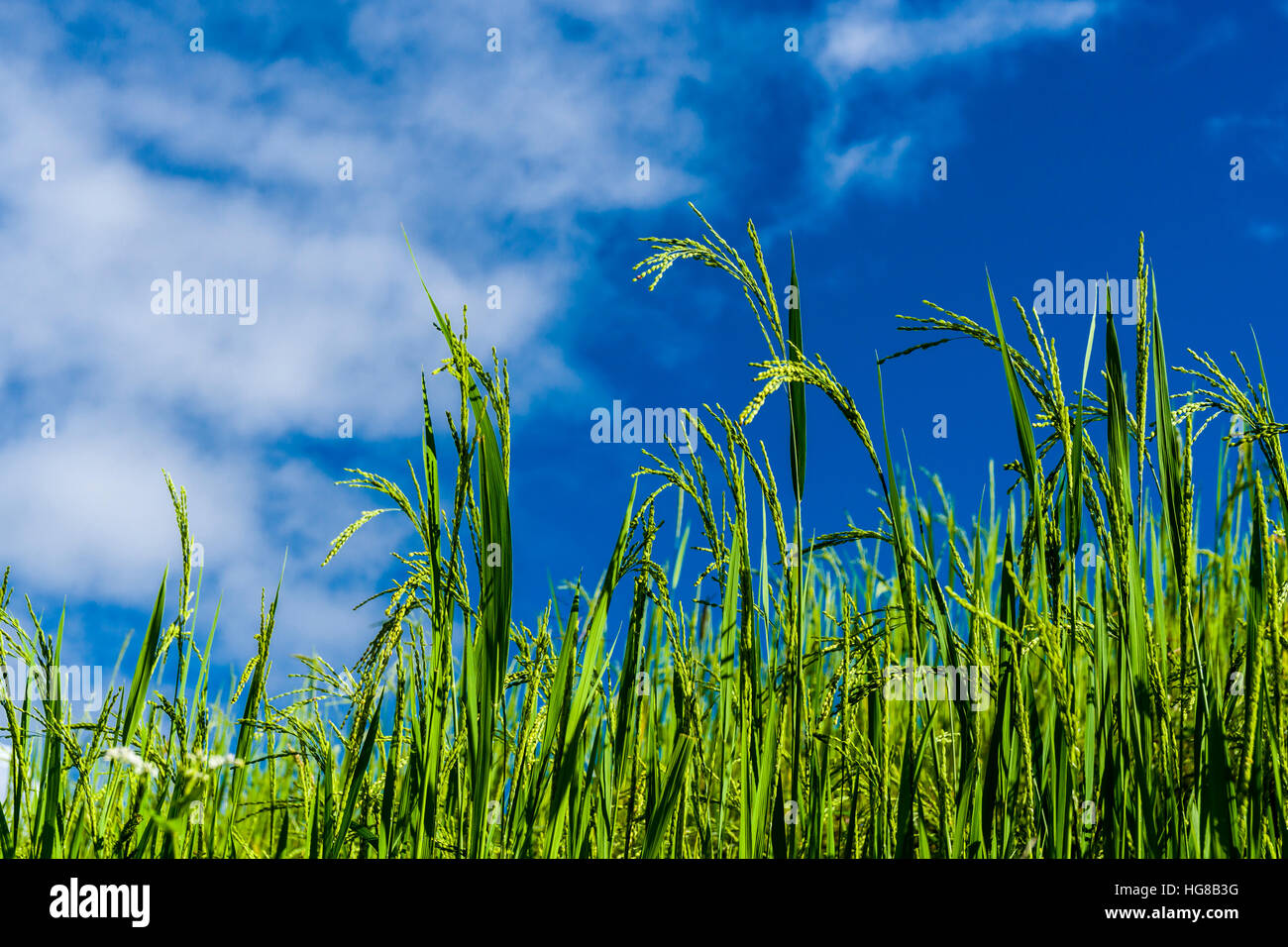 Reis-Rispen wachsen hoch, Dhampus, Distrikt Kaski, Nepal Stockfoto