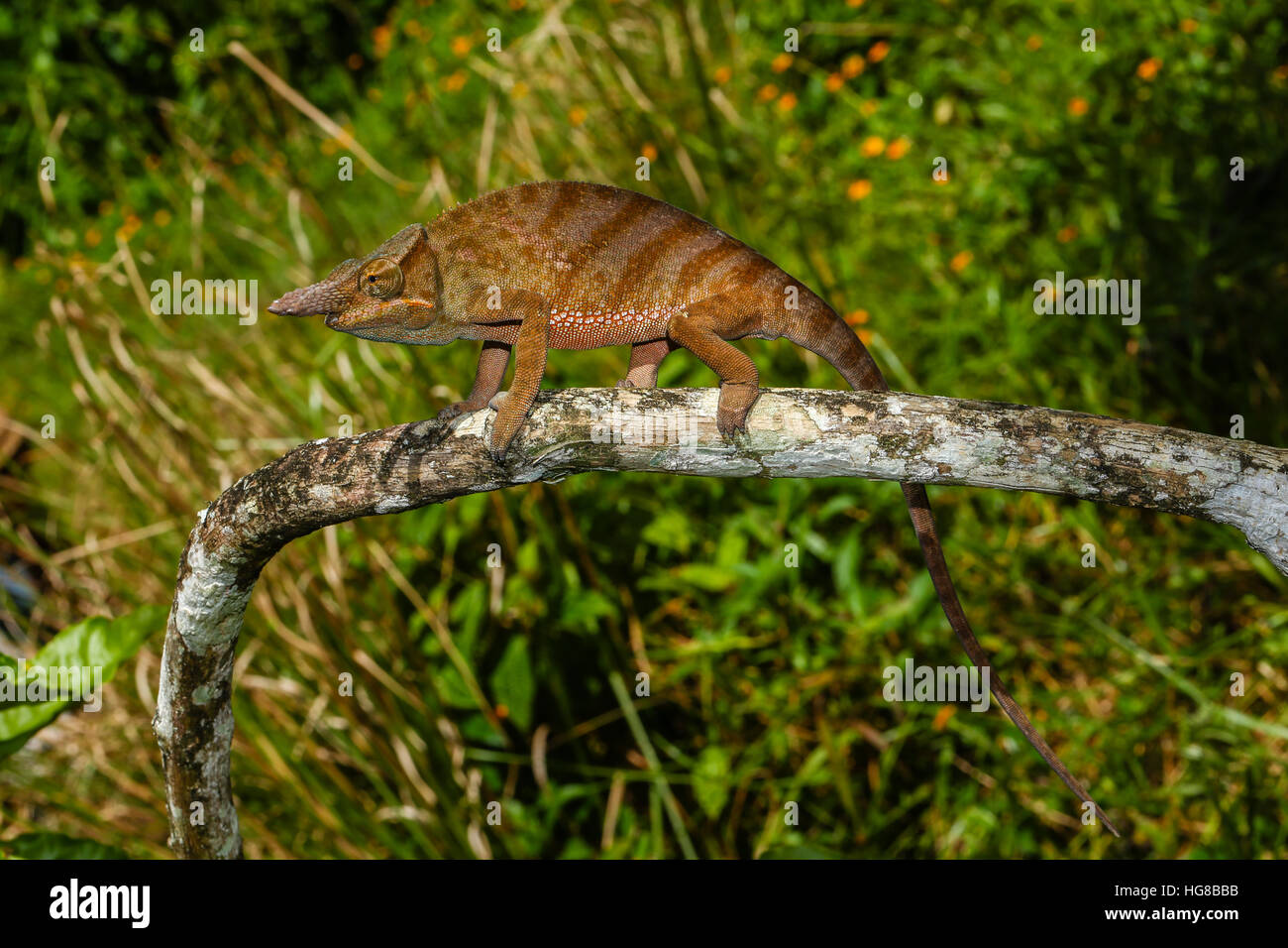 Madagaskar zwei Hörnern Chamäleon (Furcifer Bifidus), Männlich, Andasibe-Mantadia Nationalpark, Alaotra Mangoro, Madagaskar Stockfoto