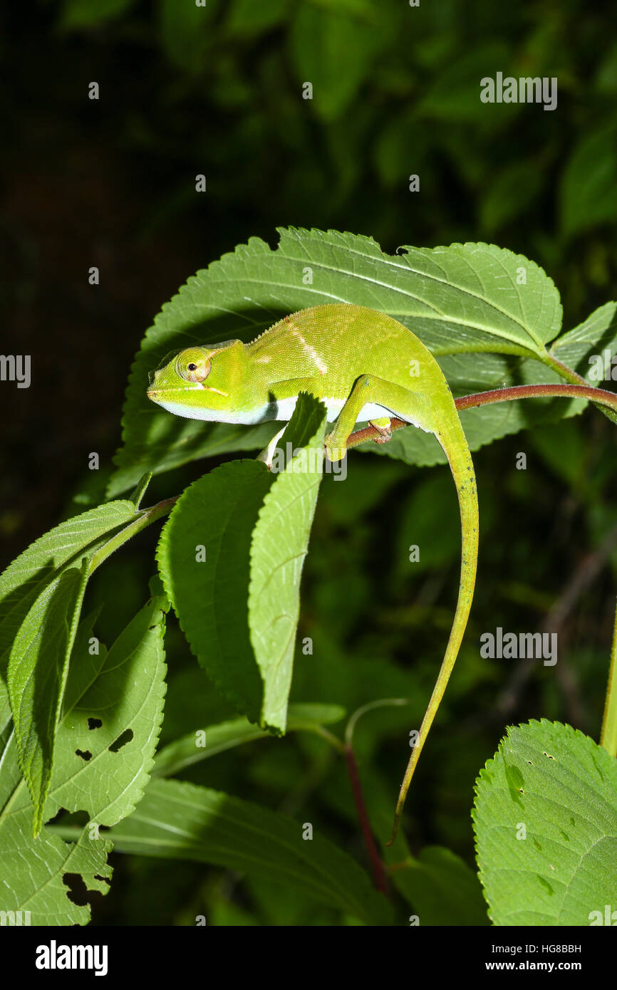 Juvenile Männchen zwei Hörnern Chamäleon (Furcifer Bifidus), Andasibe-Mantadia Nationalpark, Alaotra Mangoro, Madagaskar Stockfoto