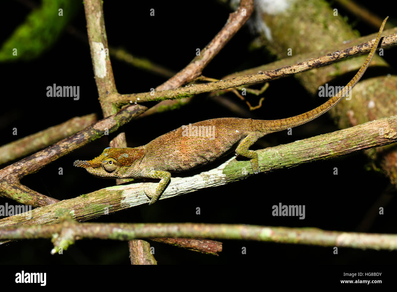 Chamäleon (Calumma Linotum), Weiblich, Amber-Mountain-Nationalpark, Diana, Madagaskar Stockfoto