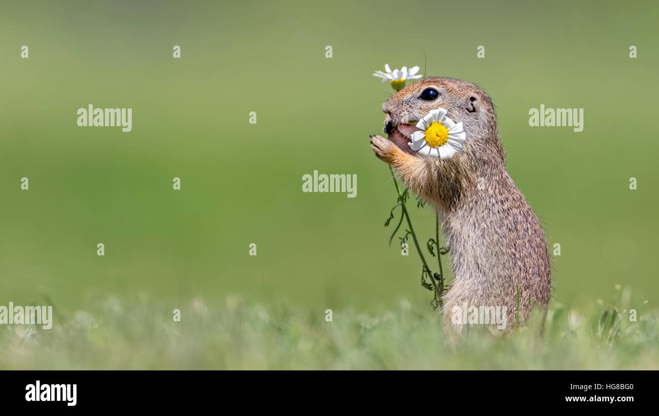 Europäischer Ziesel (Spermophilus Citellus) mit Gänseblümchen, Nationalpark Kiskunság, Ungarn Stockfoto
