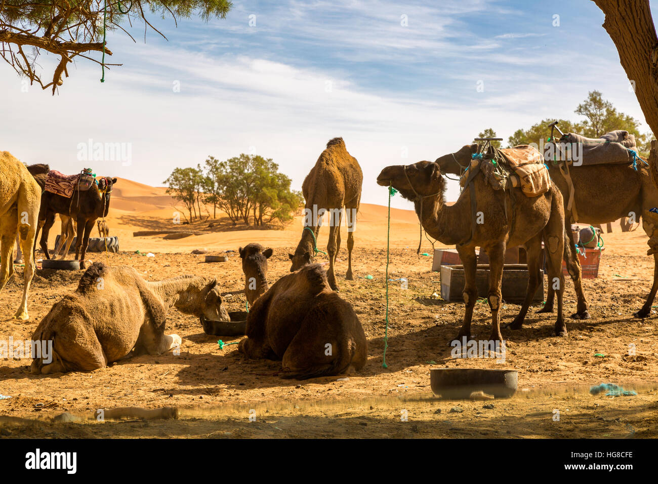 Wohnwagen faulenzen nach der Rückkehr aus der Wüste Sahara. Merzouga, Marokko. Stockfoto