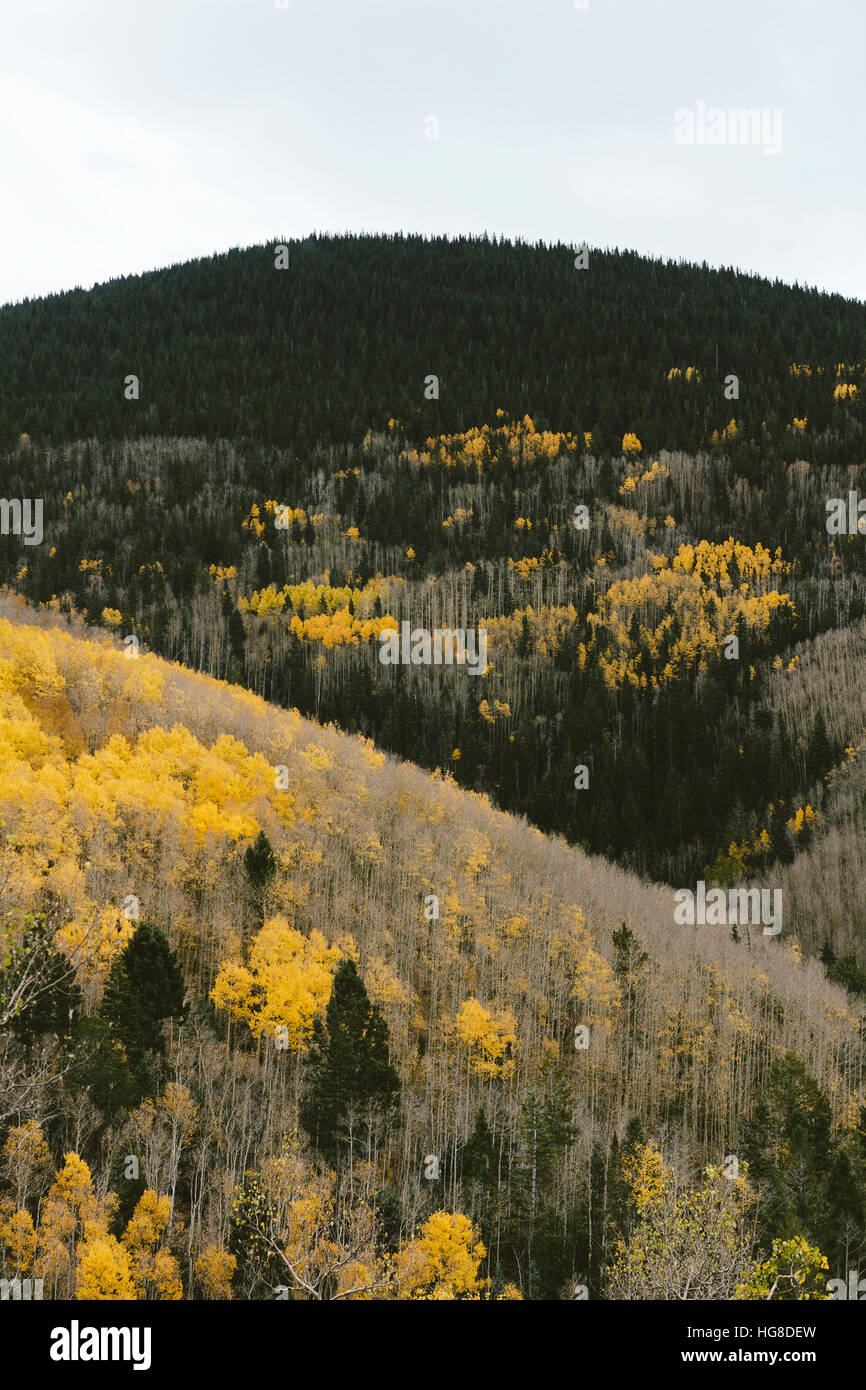 Malerische Aussicht auf den Wald im Herbst Stockfoto