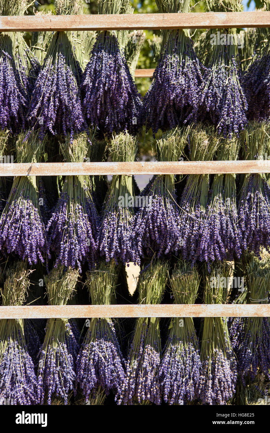 Lavendel Trocknen auf rack Stockfoto