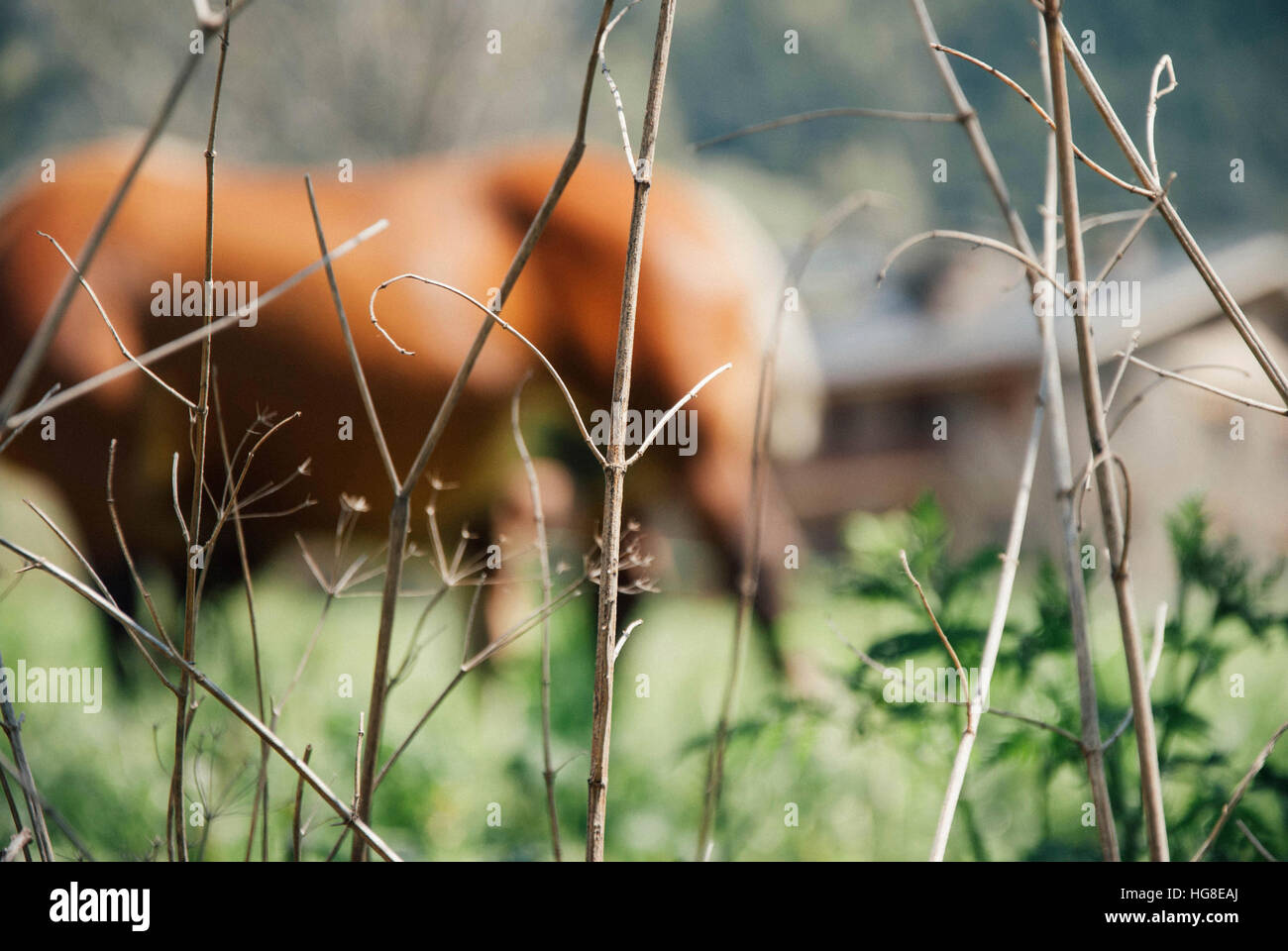 Nahaufnahme der getrockneten Pflanze mit blur Pferd im Hintergrund Stockfoto