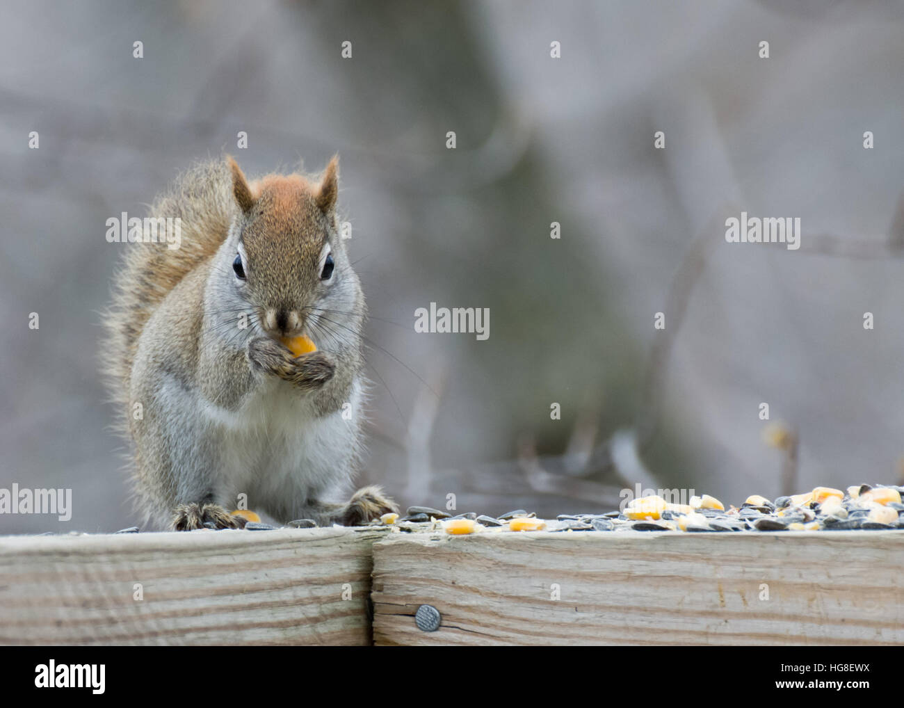 Ein Eichhörnchen thront auf einem Holzzaun. Stockfoto