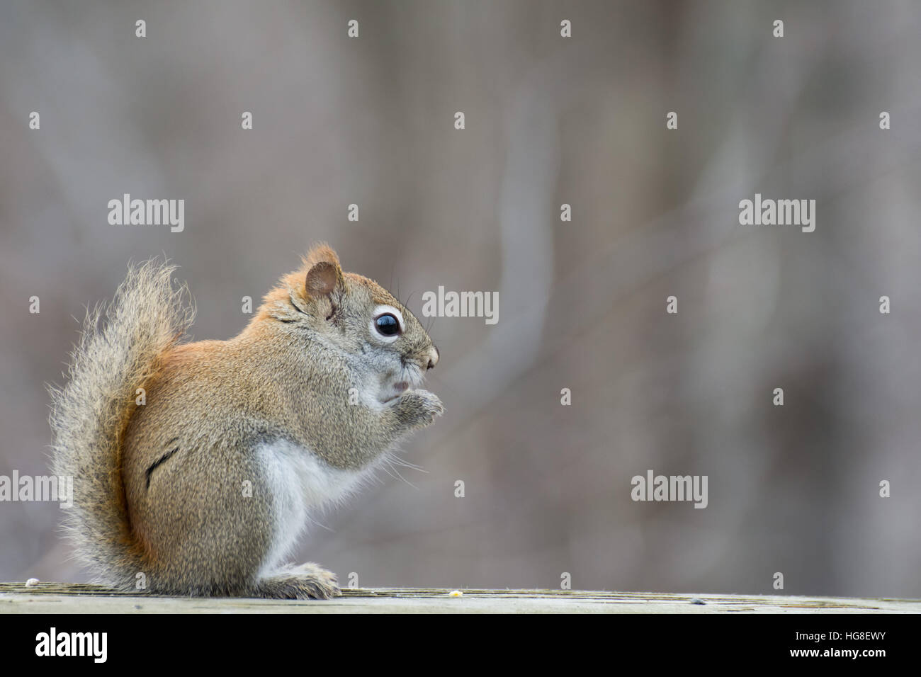 Ein Eichhörnchen thront auf einem Holzzaun. Stockfoto