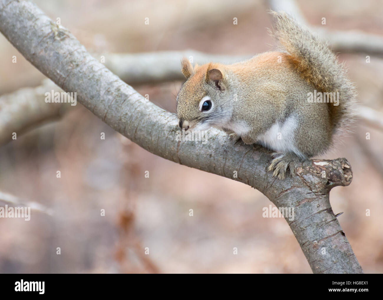 Ein Eichhörnchen thront in einem Baum. Stockfoto