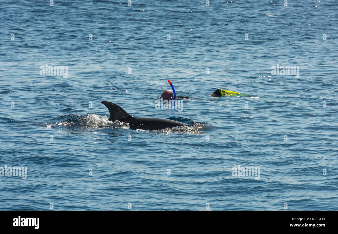 Person schnorcheln mit großen Tümmler in tropischen Ozean Stockfoto