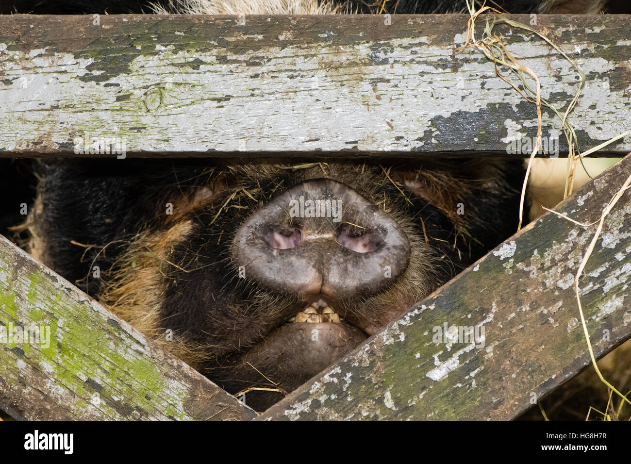 Nase und Mund von Kunekune Schwein. Eine ungewöhnliche seltene Rasse von Schweinchen zeigt Detail Kopf Stockfoto