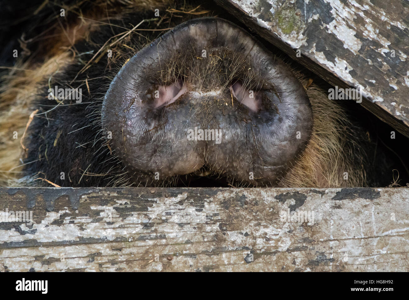 Nase von Kunekune Schwein durch Holztor. Eine ungewöhnliche seltene Rasse von Schweinchen zeigt Detail Kopf Stockfoto