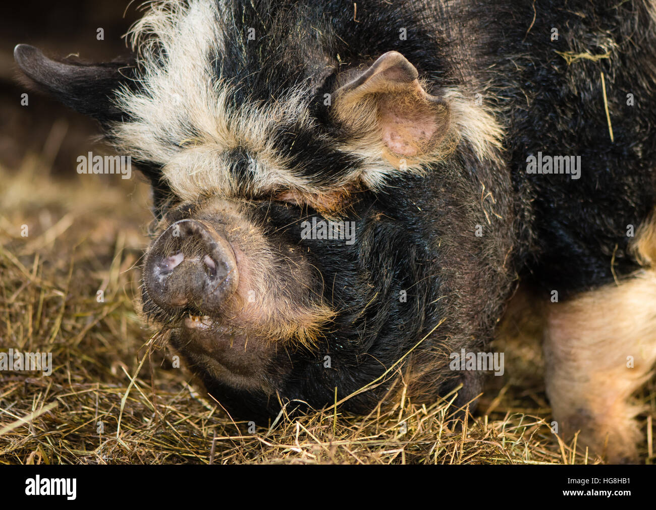 Leiter der Vorderviertel Kunekune Schwein unter Heu. Eine ungewöhnliche seltene Rasse von Schweinchen zeigt Detail Kopf Stockfoto