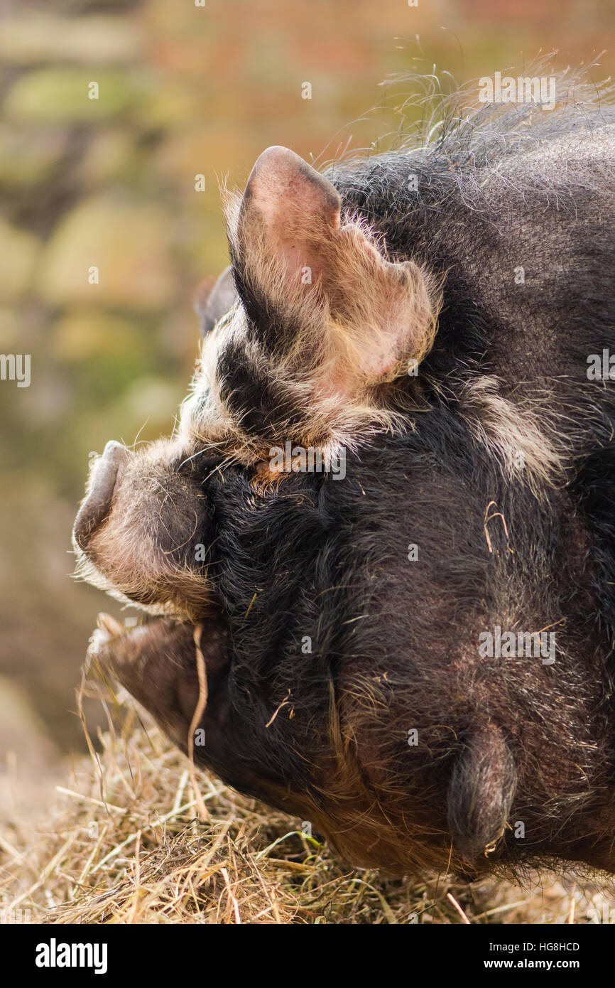 Leiter der Kunekune Schwein mit Kehllappen. Eine ungewöhnliche seltene Rasse von Schweinchen zeigt Detail Kopf Stockfoto