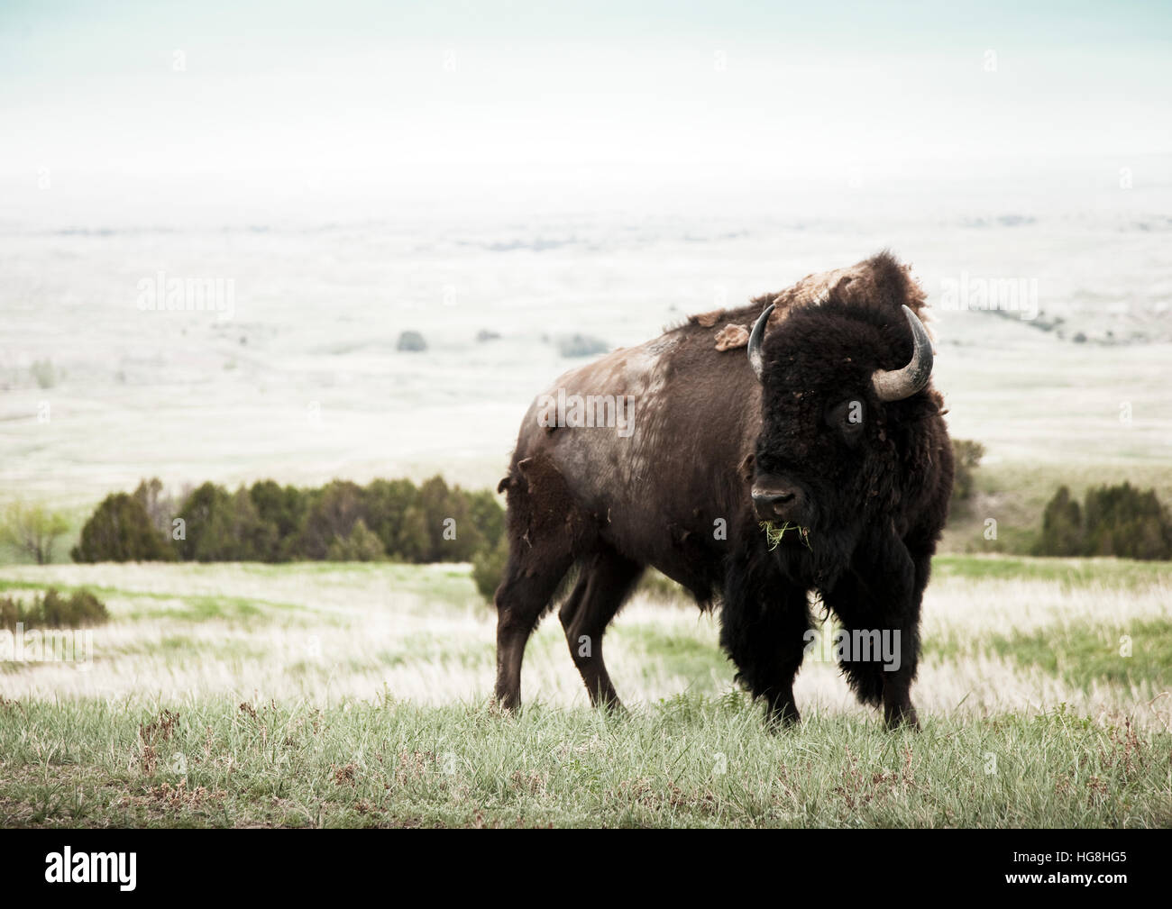 Ein Bison-Büffel kaut Rasen in einem Feld in Badlands Nationalpark, South Dakota Stockfoto