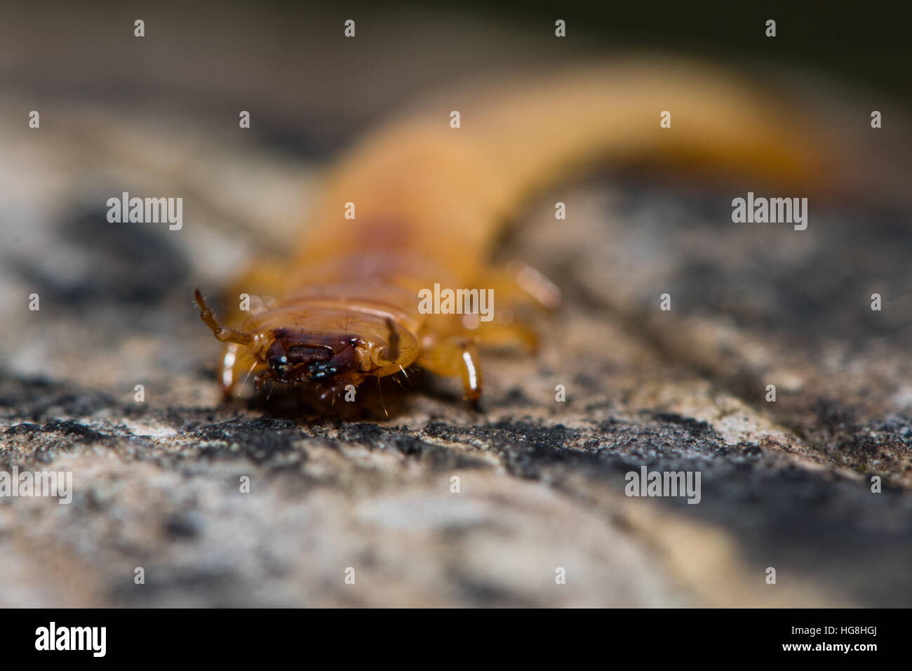 Pyrochroa Coccinea Kardinal Käferlarve. Kopf und Mandibeln Insekt in der Familie Pyrochroidae, abgeflachte Form zeigen Stockfoto