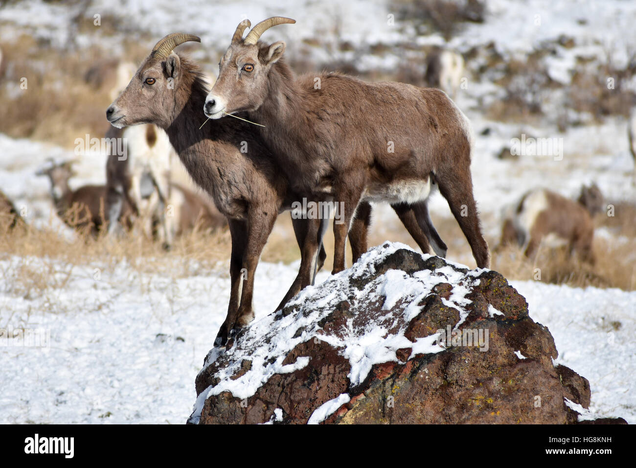 Zwei Bighorn Schafe stehen auf einem schneebedeckten Felsen an der Oak Creek Feeding Station in Yakima, Washington Stockfoto