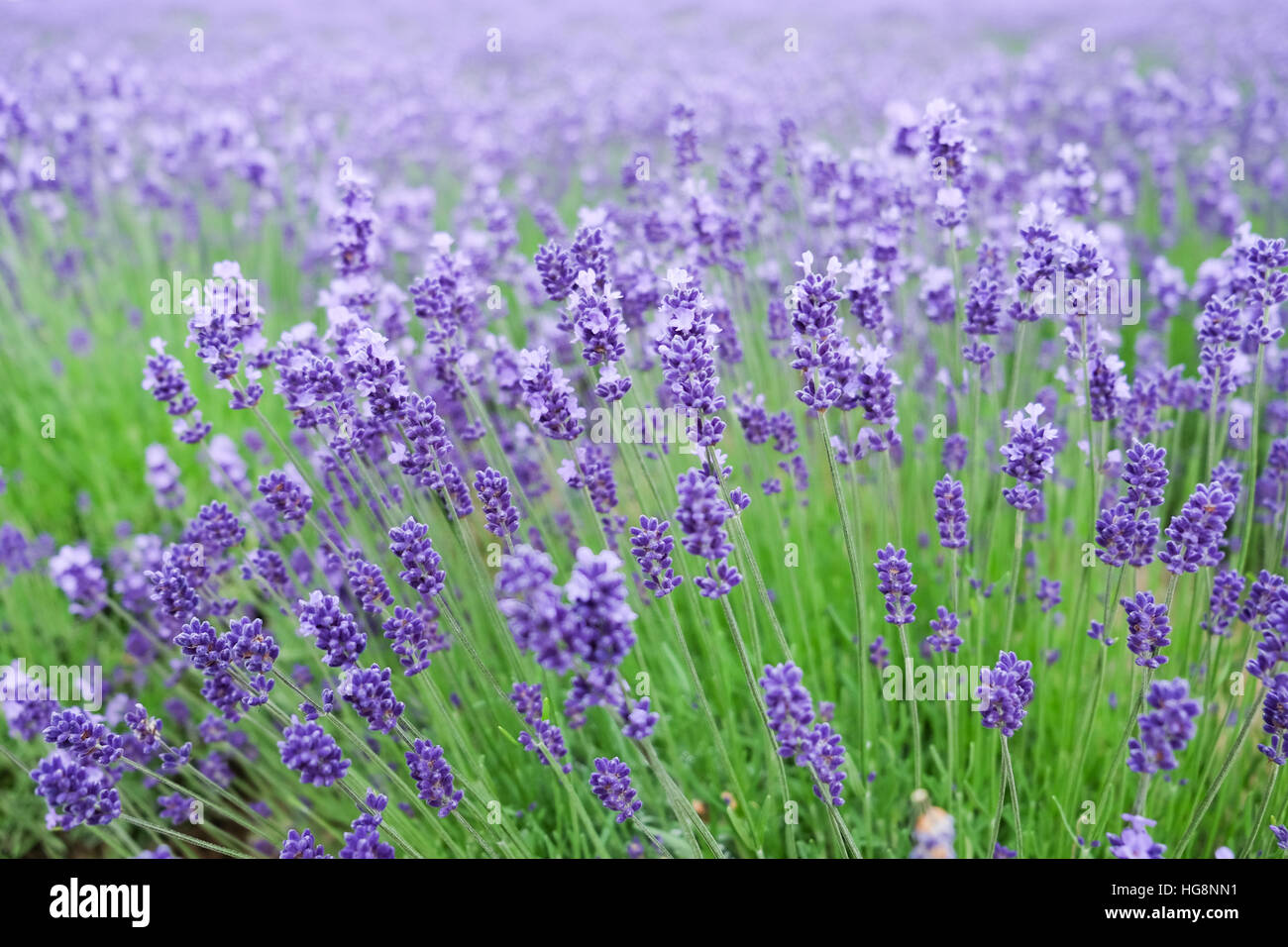 Lavendel Blumen blühen. Lila Wiesenblumen Stockfoto