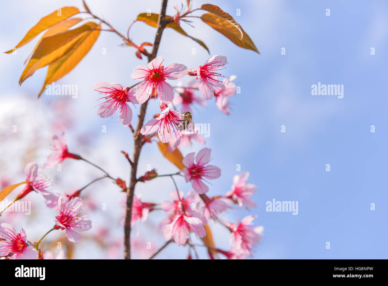 Die wilde Himalaya Cherry Blossom im Norden von Thailand Stockfoto