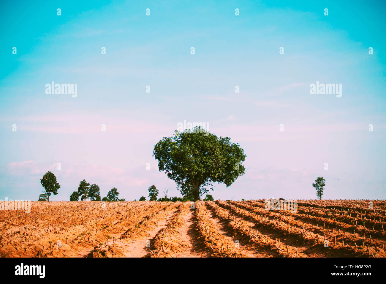 Mango-Bäume auf Manioka Plantage mit dem Himmel. Stockfoto