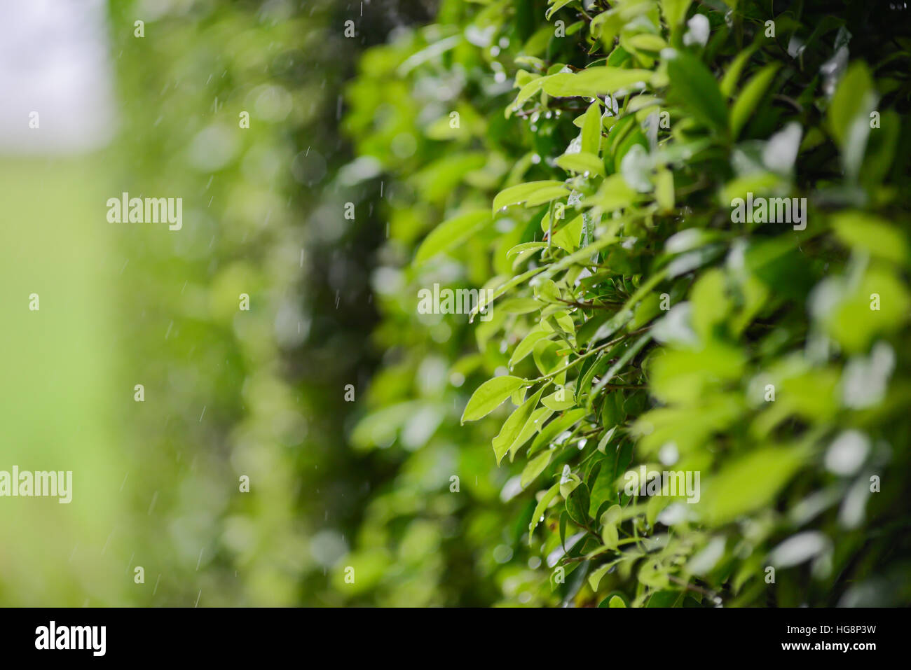 Grünes Blatt im Regen Stockfoto