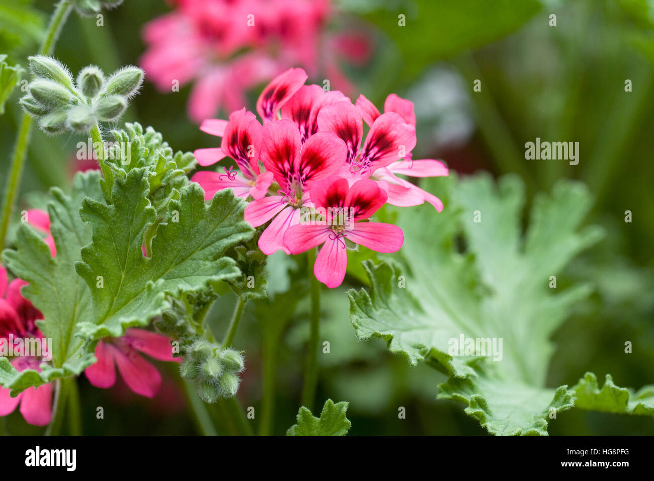 Pelargonium 'Rose'. Stockfoto