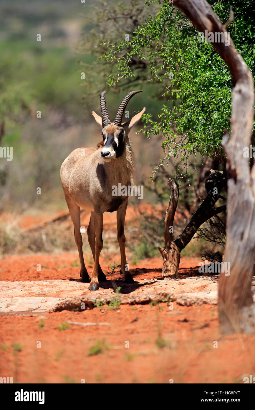 Roan Antilope, (Hippotragus Spitzfußhaltung), Erwachsene, Tswalu Game Reserve, Kalahari, Northern Cape, Südafrika, Afrika Stockfoto