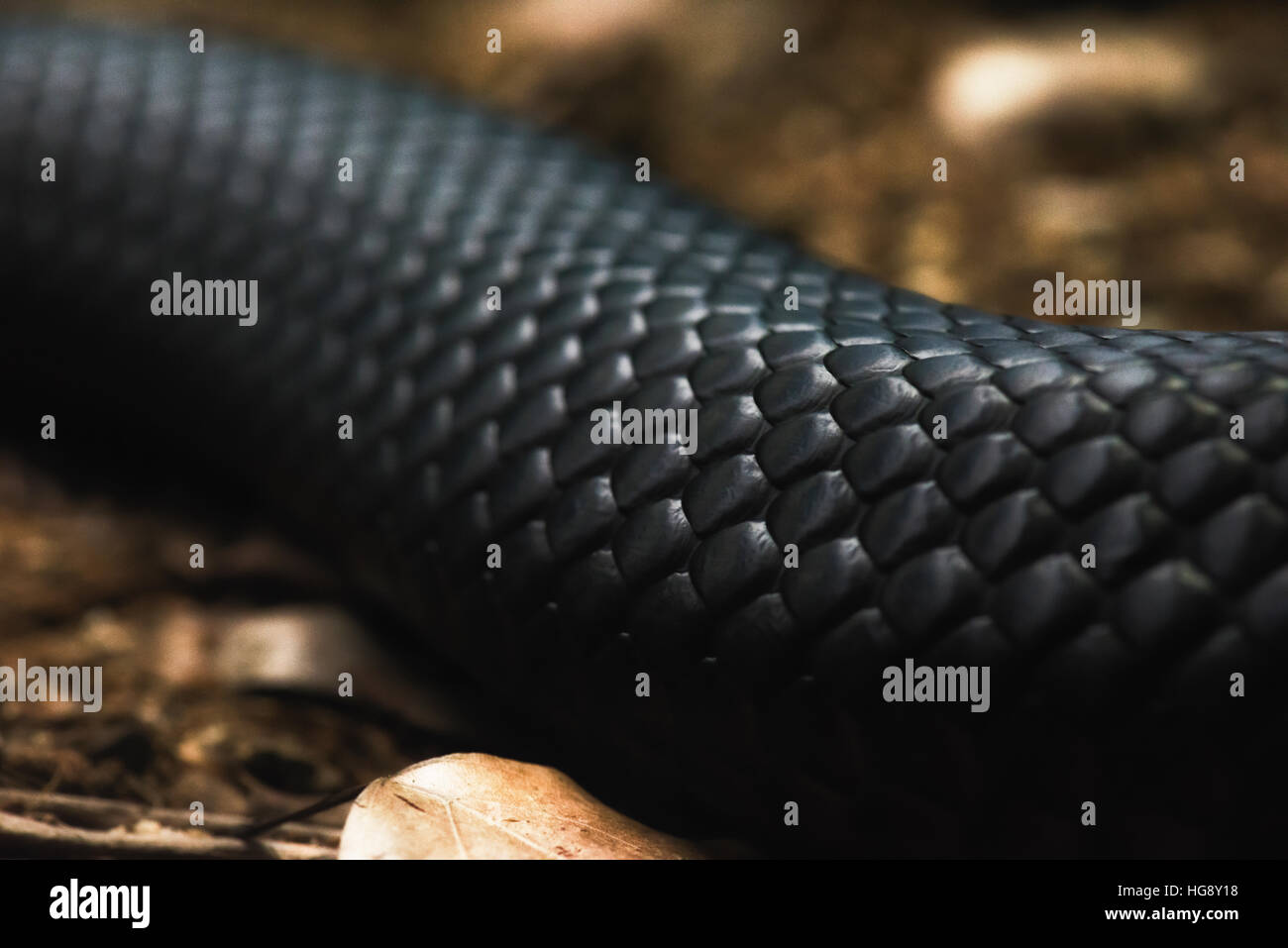 Eine Black Snake ist in seinem natürlichen Lebensraum mit einer Makro-Linse hyper Detail seiner äußeren Struktur zeigen erfasst. Stockfoto