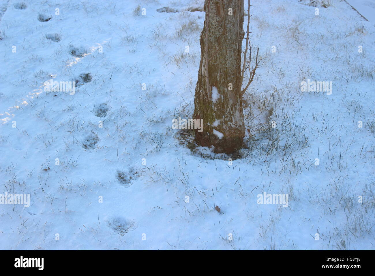Baum im Schnee Stockfoto
