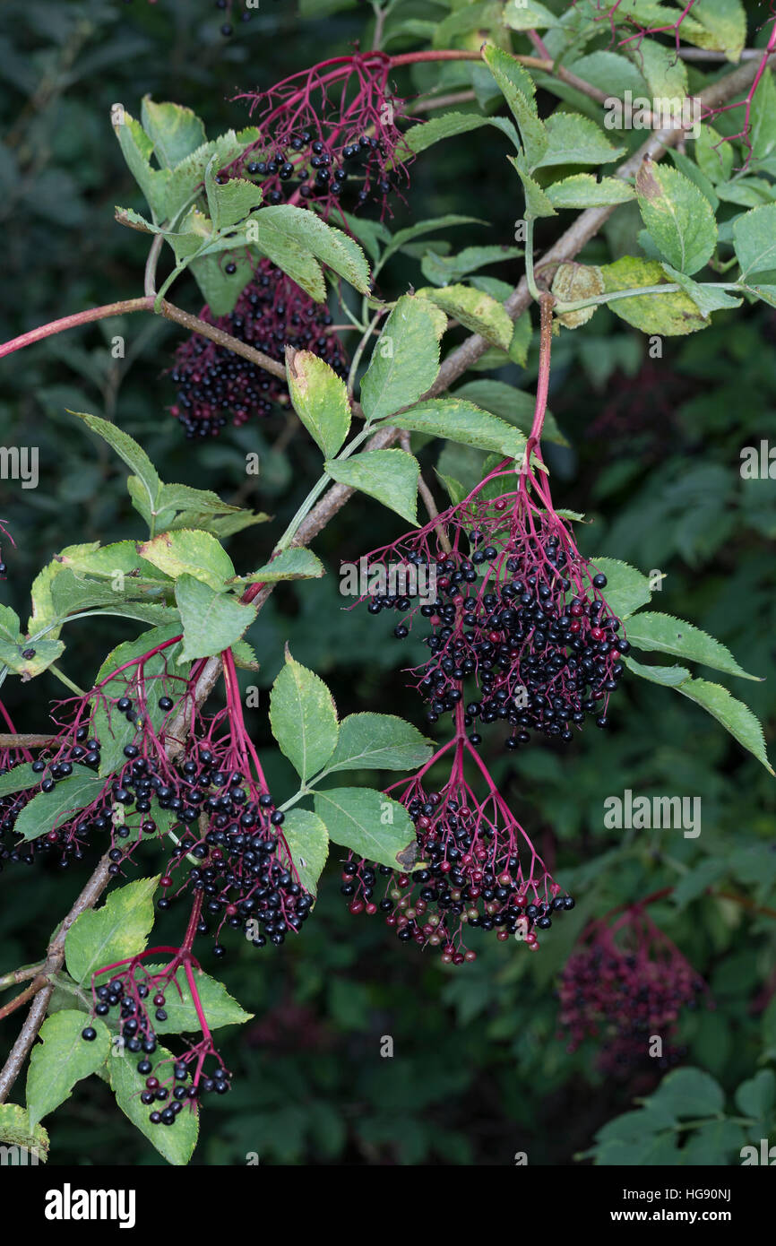 Frucht, Früchte, Fliederbeeren, Schwarzer Holunder, Fliederbeere, Sambucus Nigra, gemeinsame Elder, Holunderbeeren, Obst, Sureau Commun, Sureau Noir Stockfoto