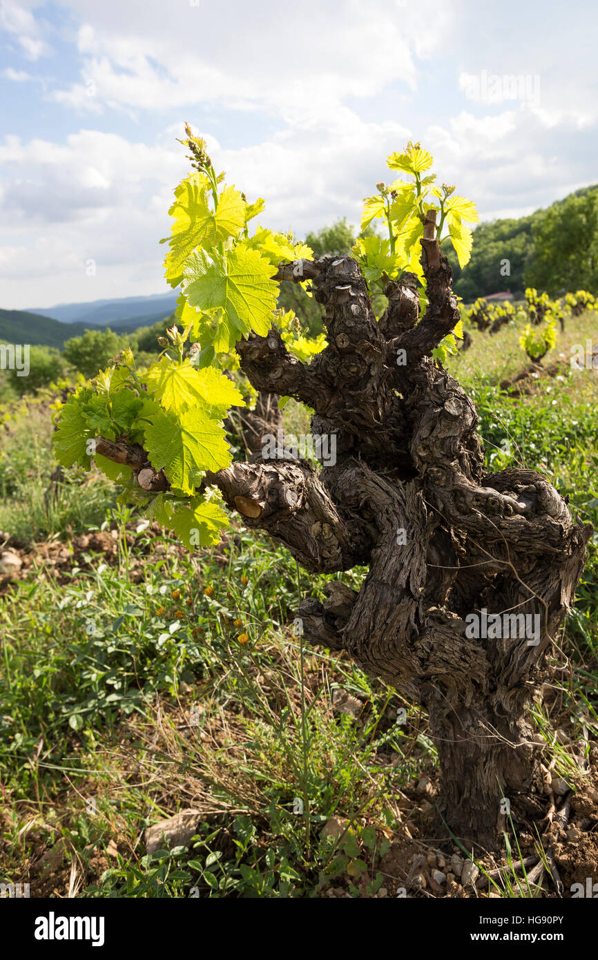 Weinrebe, Wein, Weintraube, Weintrauben, Wein-Rebe, Weinanbau, Anbau, Weinberg, Weinstock, Weinstöcke Schlagen Im Frühjahr aus, Vitis Vinifera, Traube Stockfoto