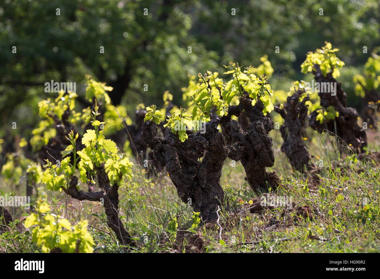 Weinrebe, Wein, Weintraube, Weintrauben, Wein-Rebe, Weinanbau, Anbau, Weinberg, Weinstock, Weinstöcke Schlagen Im Frühjahr aus, Vitis Vinifera, Traube Stockfoto