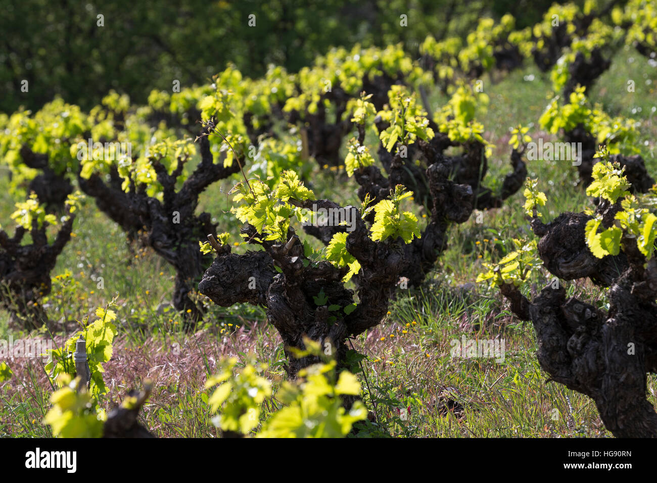 Weinrebe, Wein, Weintraube, Weintrauben, Wein-Rebe, Weinanbau, Anbau, Weinberg, Weinstock, Weinstöcke Schlagen Im Frühjahr aus, Vitis Vinifera, Traube Stockfoto