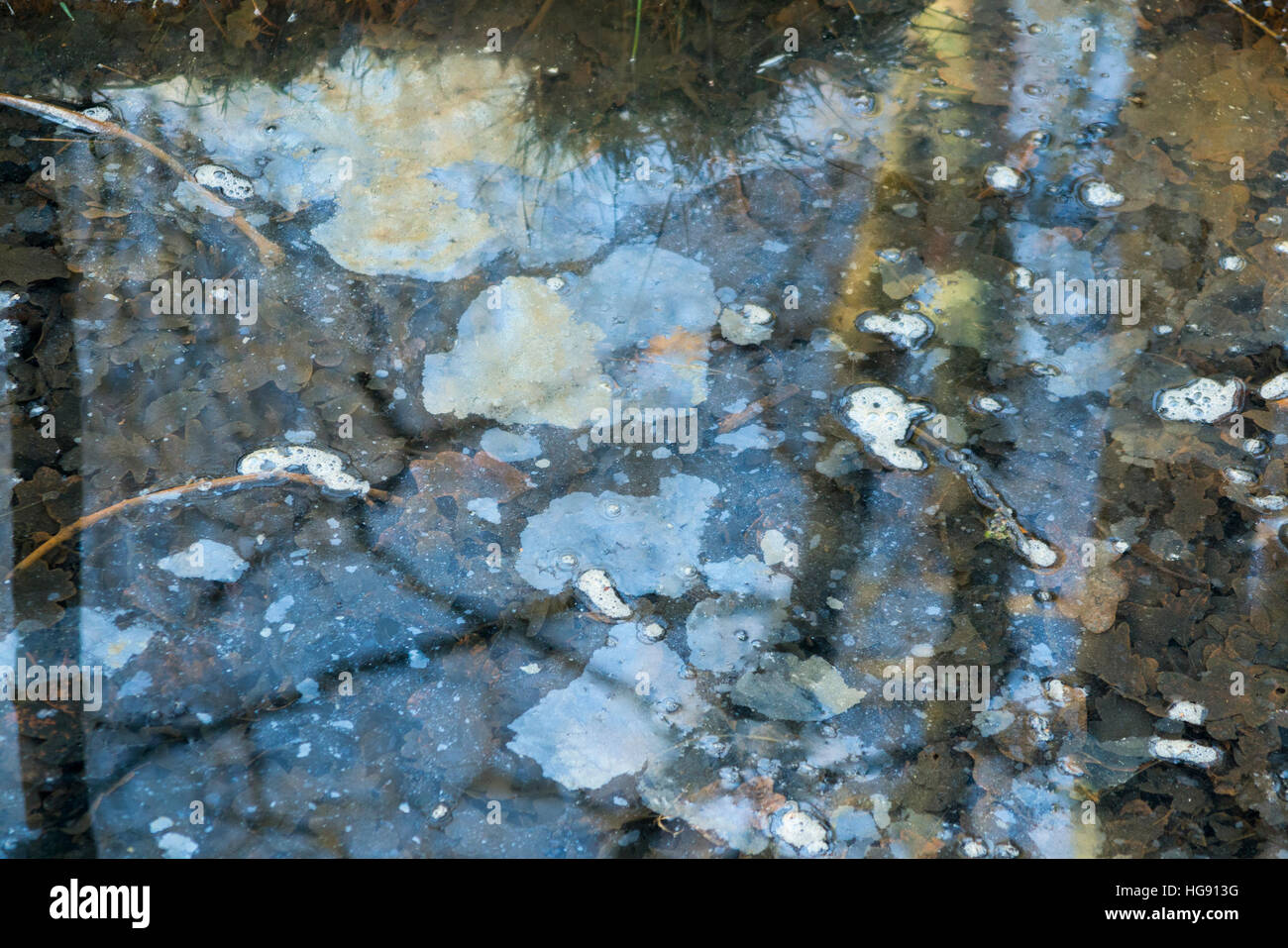 Wasserpool / Teich / langsam fließender Strom verschmutzt / mit Oberfläche / schwimmendem Öl oder Fettverunreinigung verschmutzt. West End Common, in der Nähe von Esher, Surrey. GROSSBRITANNIEN. Stockfoto Wasserpool / Teich / langsam fließender Strom verschmutzt / mit Oberfläche / schwimmendem Öl oder Fettverunreinigung verschmutzt. West End Common, in der Nähe von Esher, Surrey. GROSSBRITANNIEN. Stockfoto