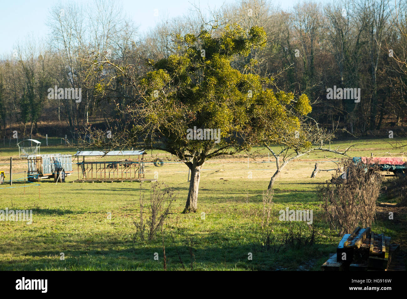Mistel wächst am Baum / Bäume im Feld auf Farm land in Marais de Lavours National Nature Reserve, Savoyen / Ain Grenze, Frankreich Stockfoto