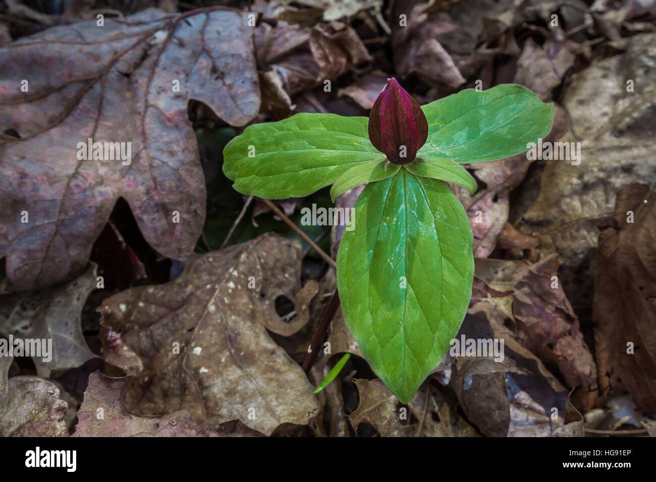 Toadshade, Trillium sessile, aka Sessile Trillium und Kröte Trillium, im Wald entlang Ohio Brush Creek in Serpent Mound State Memorial in Blüte Stockfoto