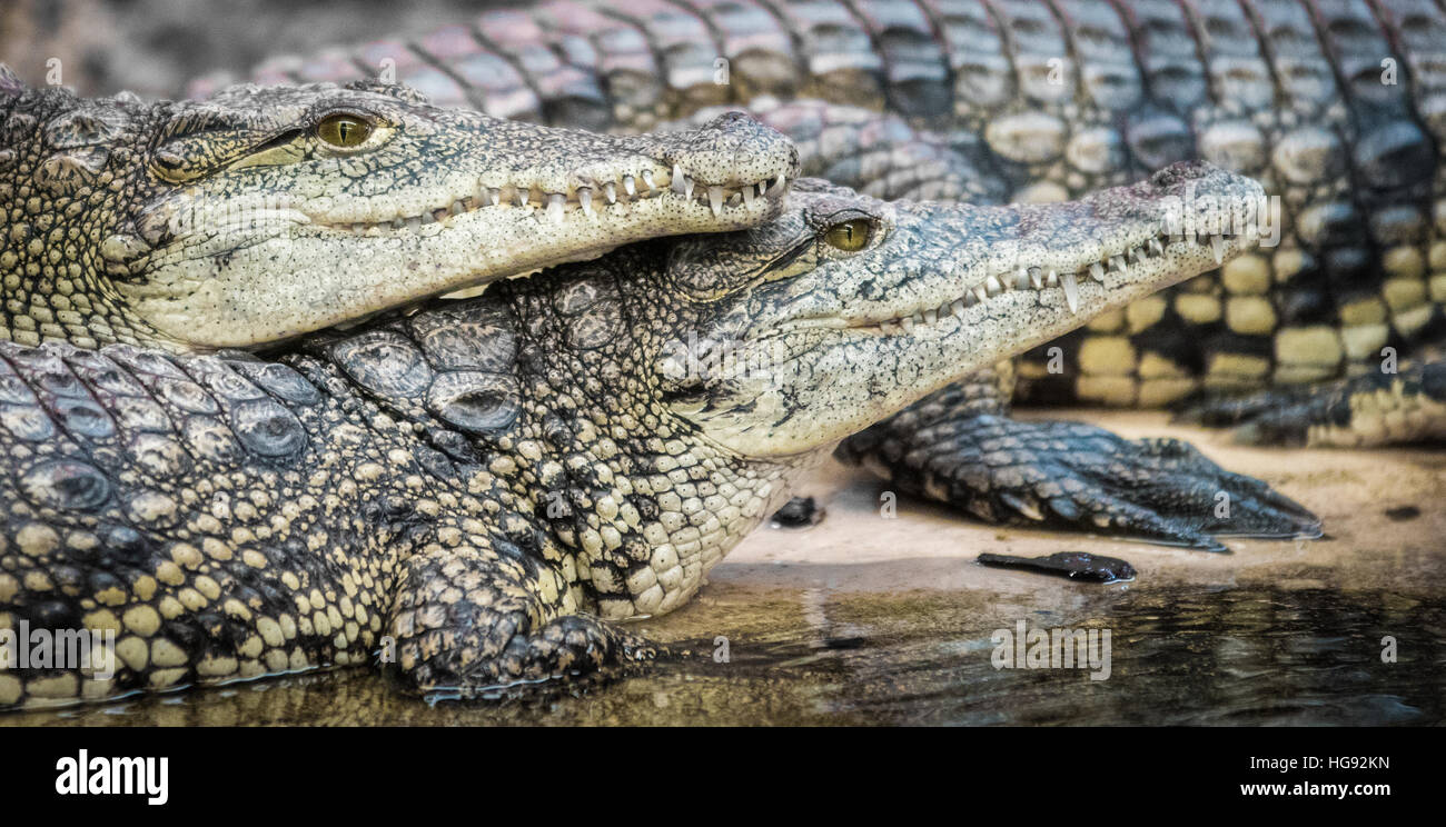 Nahaufnahme des Nil-Krokodile Stockfoto
