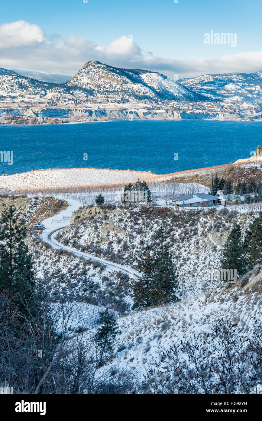 Weinberg, Naramata Bank, British Columbia, Kanada. Stockfoto