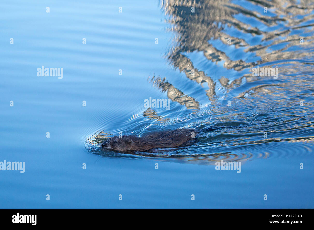 Ondatra zibethicus Fotos und Bildmaterial in hoher Auflösung Alamy