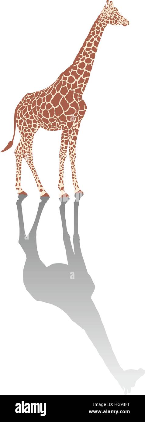 Giraffe mit Schatten Stockfoto